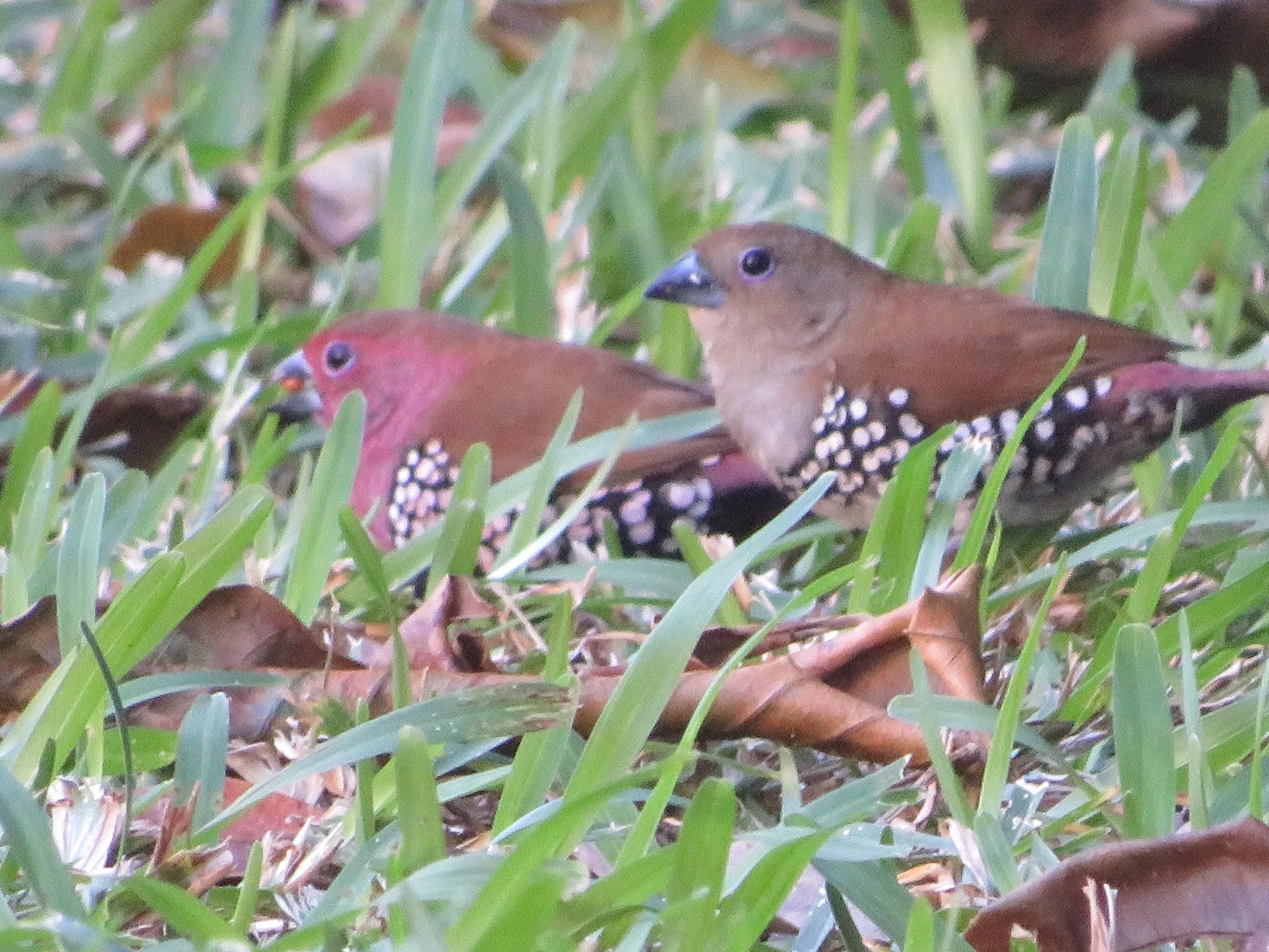 The sounds of birdsong