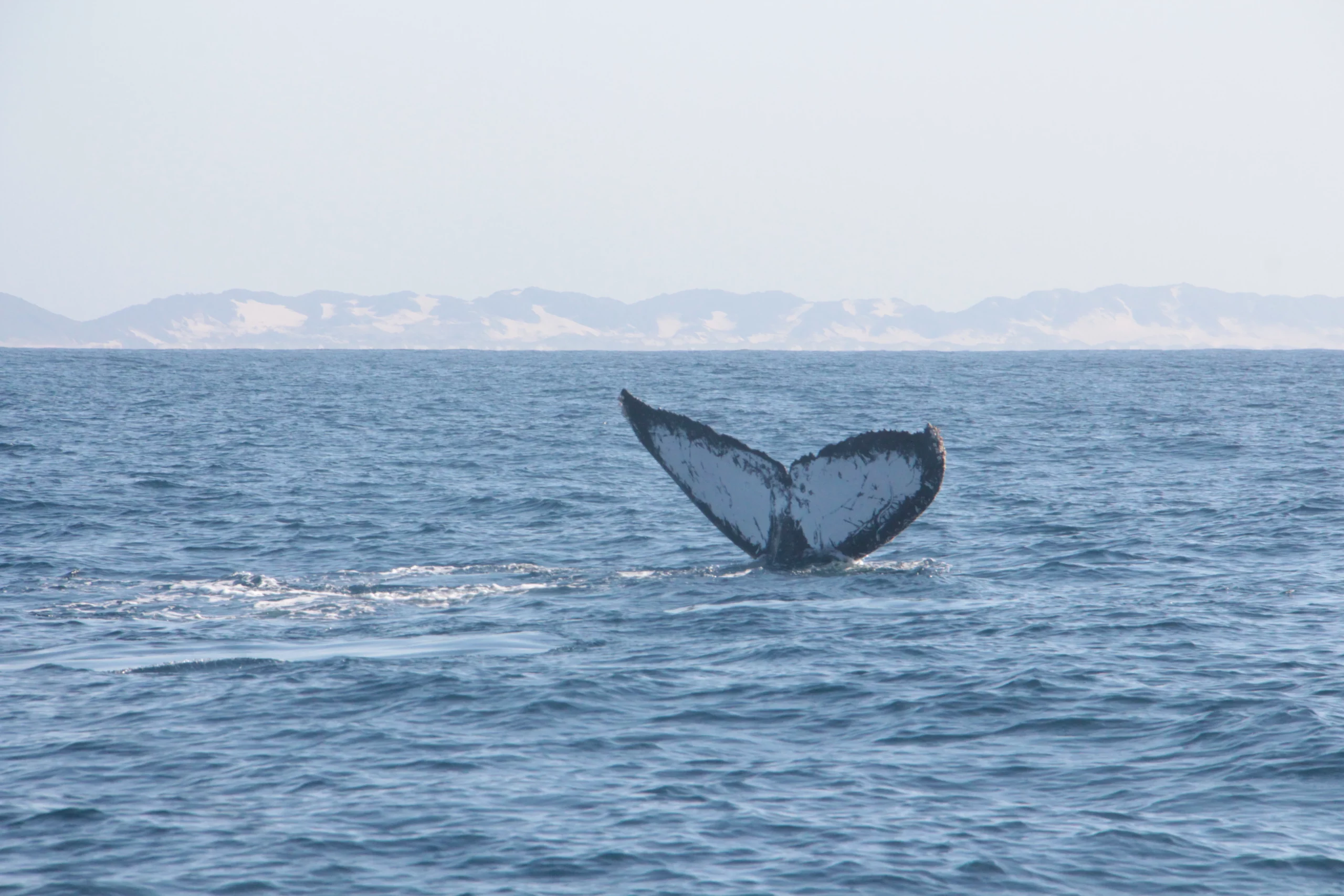 A Spectacle of the Sea: Whales!